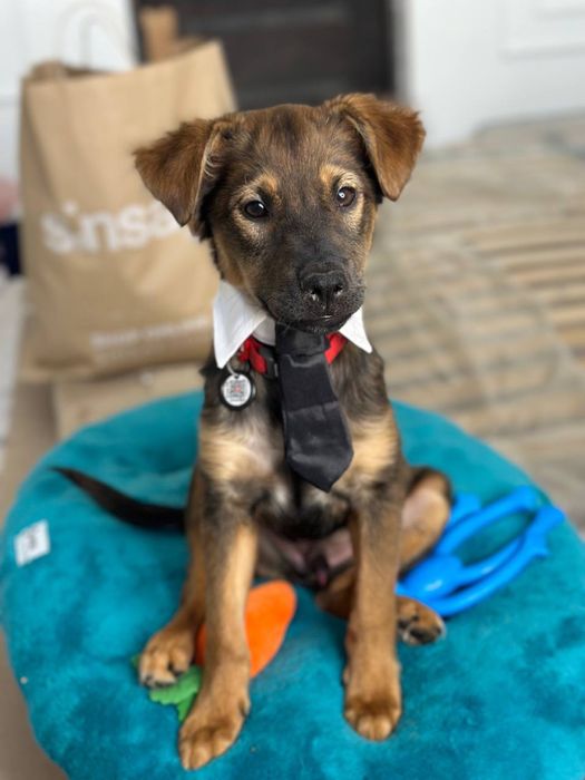 Бостон шукає дуже відповідальну родину