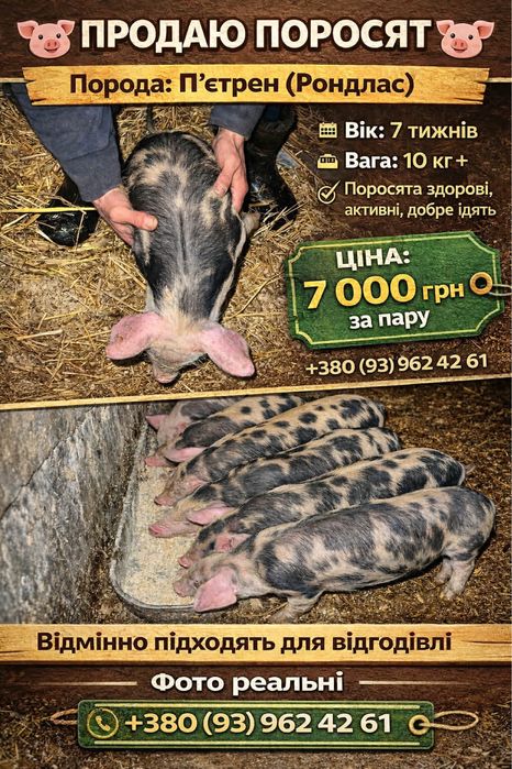 Поросята породистые ландрасы петрен