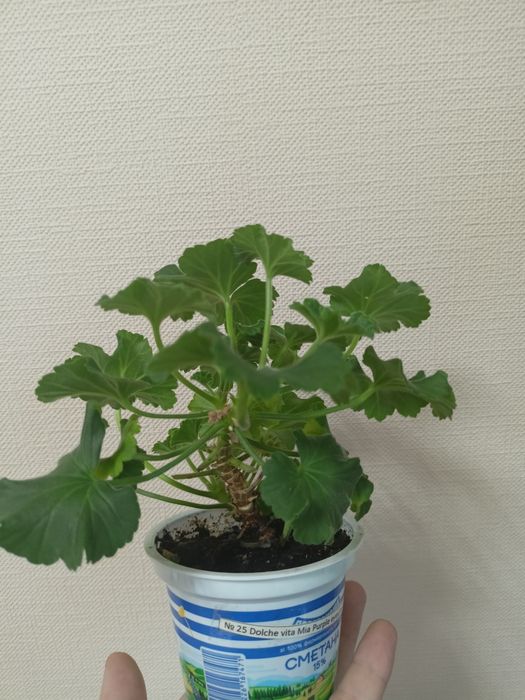 Пеларгонія Dolce Vita mia purple eyes