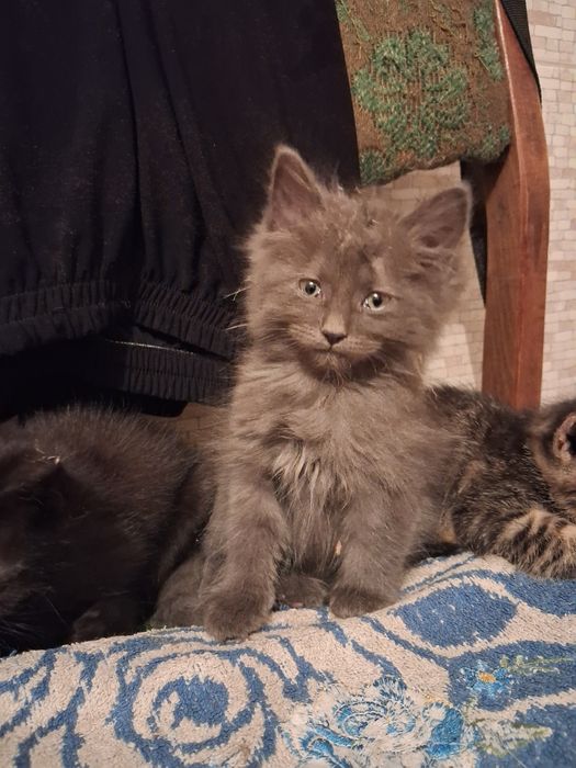 Віддам кошеня кицю