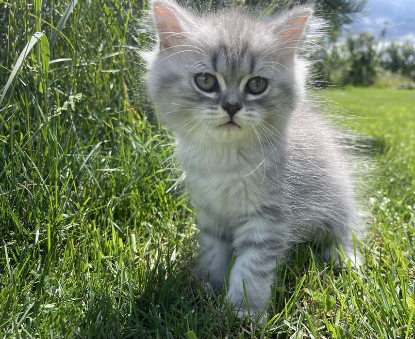 Шотландські кошенята