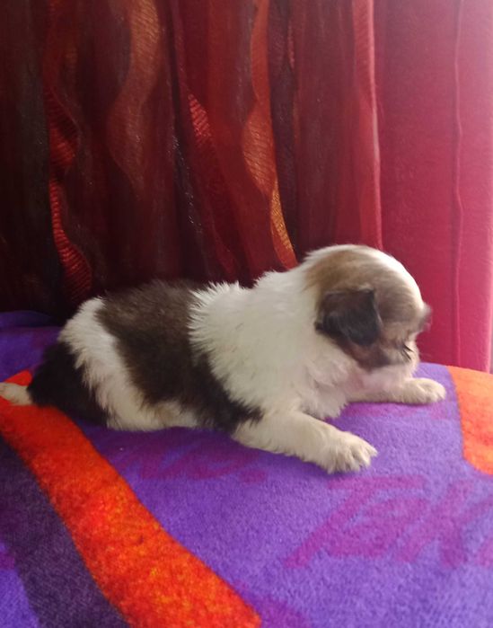 Shih-tzu com LOP
