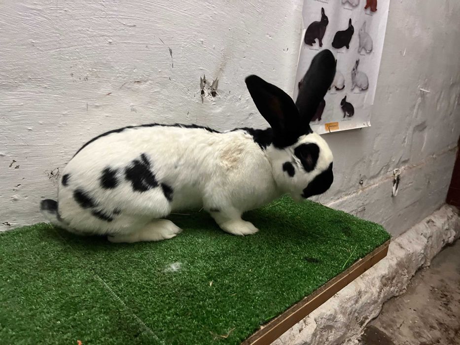 Sprzedam Samca OSC rodowód