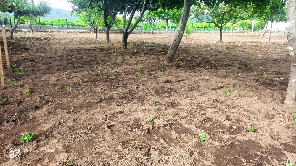 relva escalracho com entrega e/envio