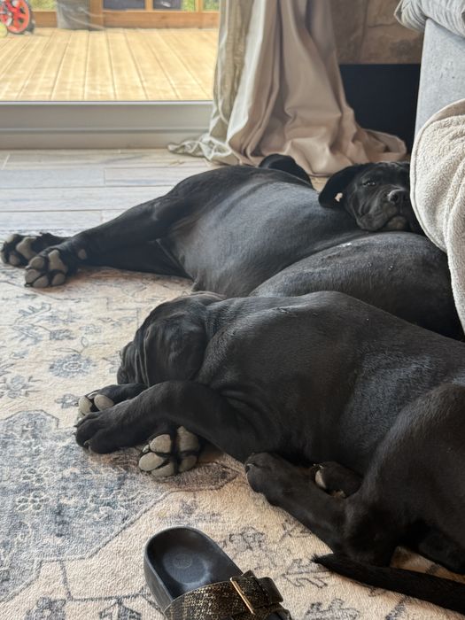 Cane Corso Italiano Cachorrinho Macho, 12 semanas