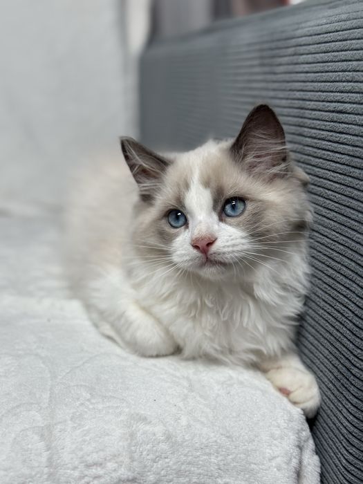 Kocur Ragdoll blue bicolour