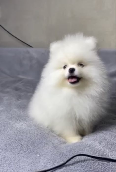 Тендітні малюки  По меранського шпіца