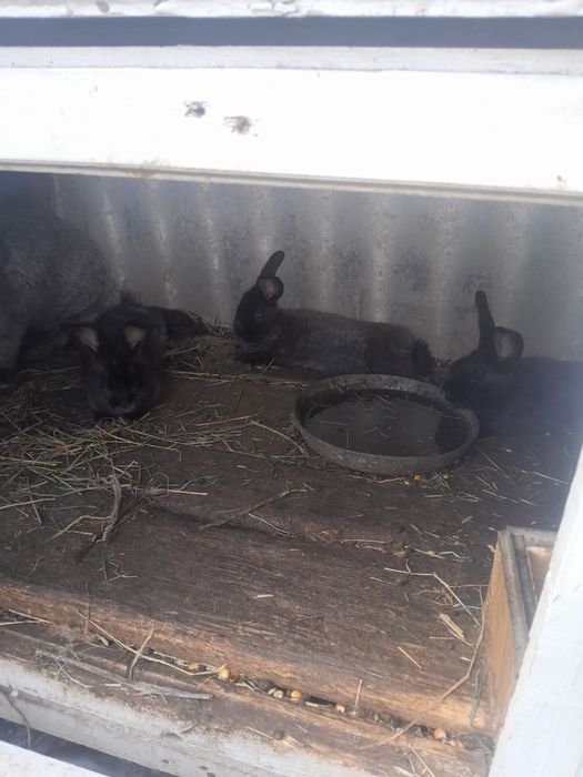 Молодняк срібло.