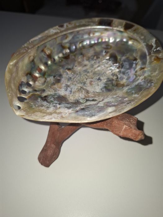 Concha Abalone com suporte de madeira