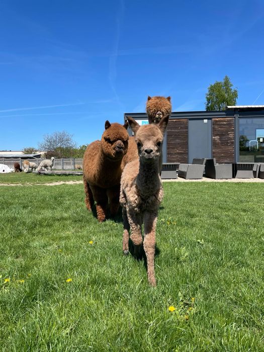 Alpaka Alpaki na sprzedaż