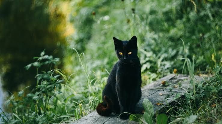 Gato preto jovem para adoção responsavel