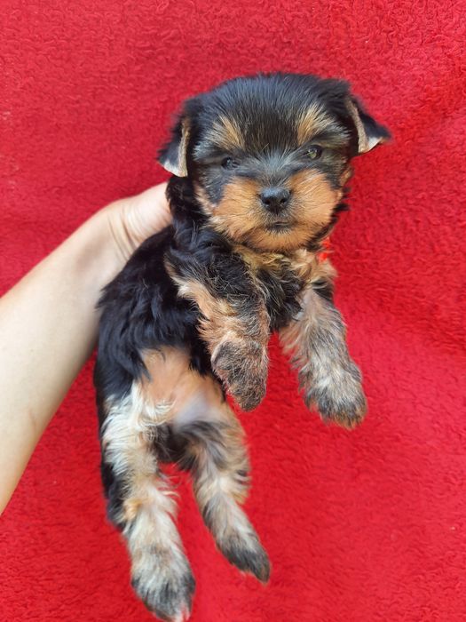 Мини йорка девочка