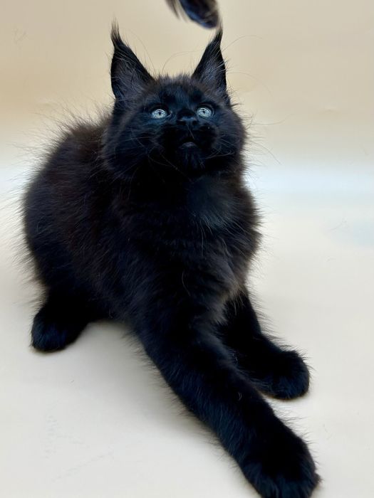 Мейн кун девочка