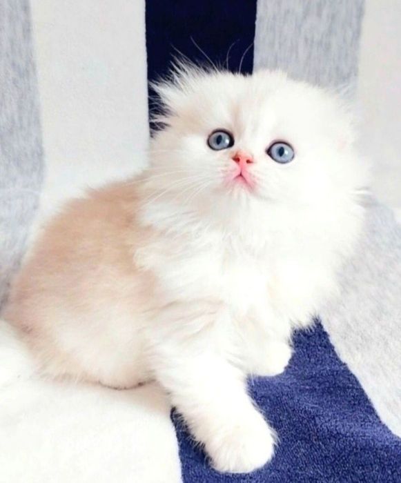 Висловухий хлопчик Срібний шиншила