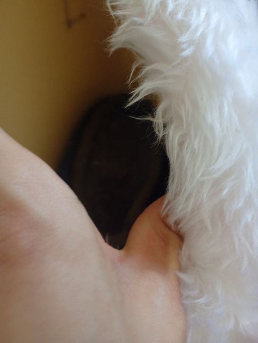Fursuit komono mini piertial