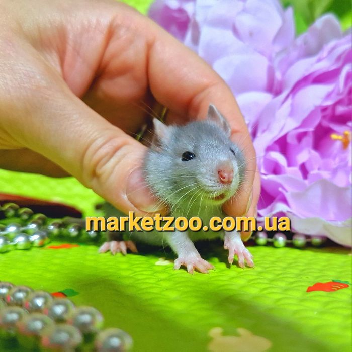 крыски Дамбо и Дамбо рекс,крысы,крысята,голубая прямоушка,щур,щури