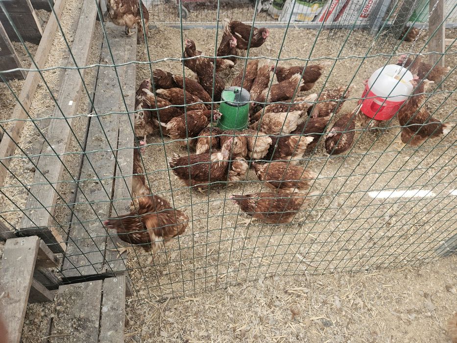 170 Galinhas poedeiras com 10 meses em postura