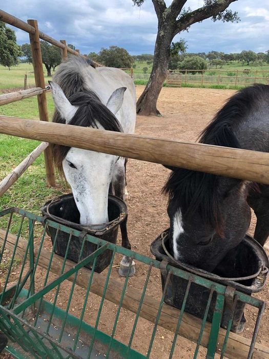 Venda de cavalos ,potros, e burros bem tratados.
