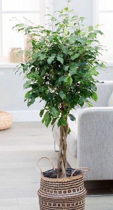 Фікус Бенджаміна