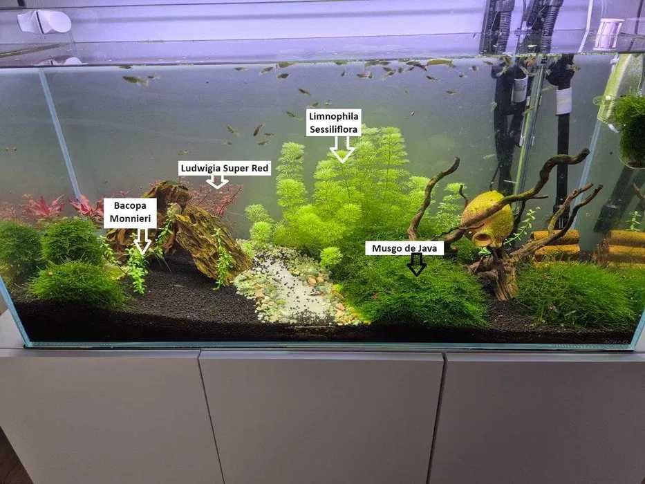 Molly Preto Aleatório