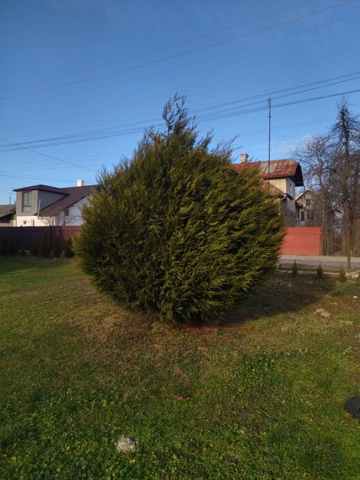 Туя, гігантська,,