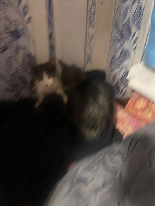 Котята, миленькие, красивые