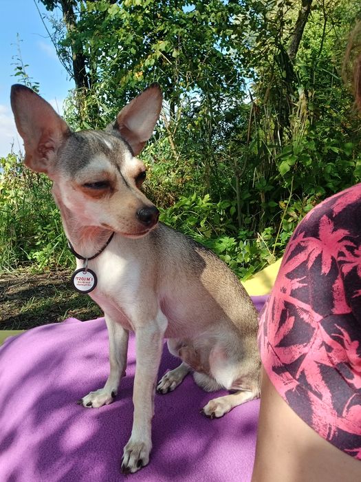 В'язка. Попелястий Тойчик шукає дружину