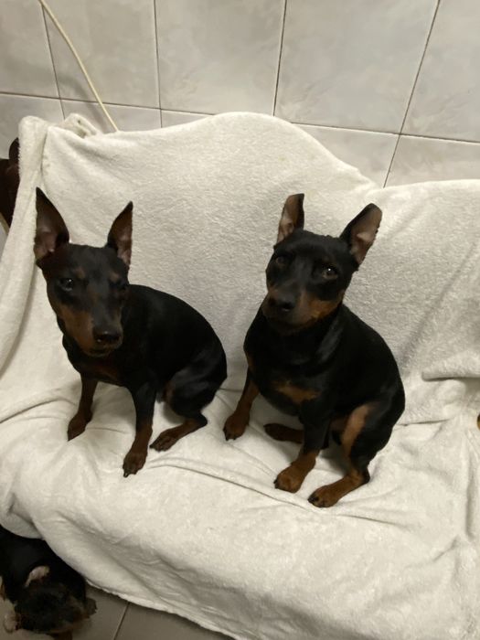 Щенки цвергпинчера