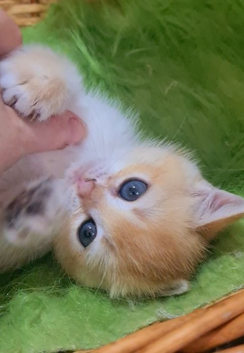 Малюки золотої шиншили