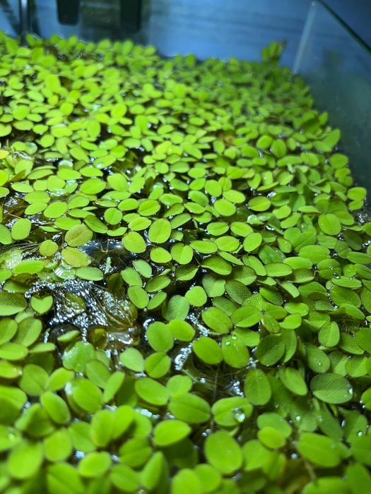 Salvinia Auriculata Roślina akwariowa pływająca