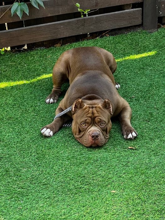 Вязка Американский булли тип покет / american bully pocket