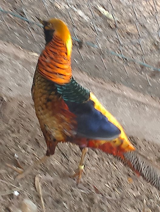 Sprzedam samca bażanta złotego.