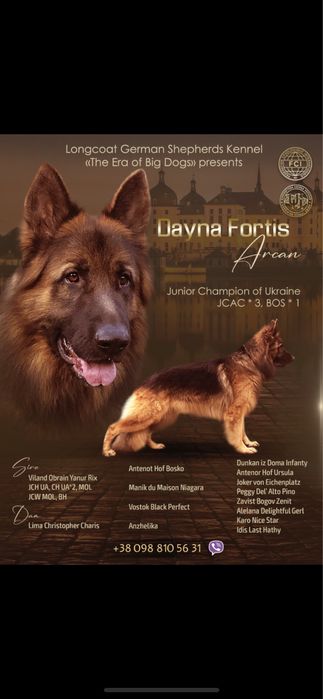 В‘язка,кобель д/ш німецької вівчарки