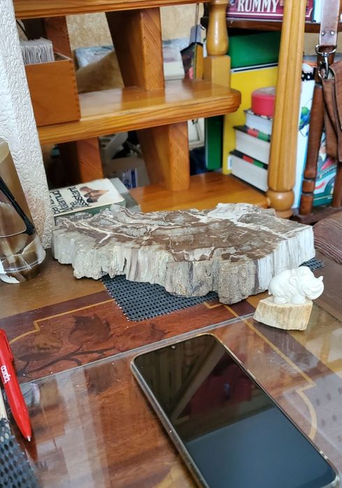 Срез окаменелого дерева