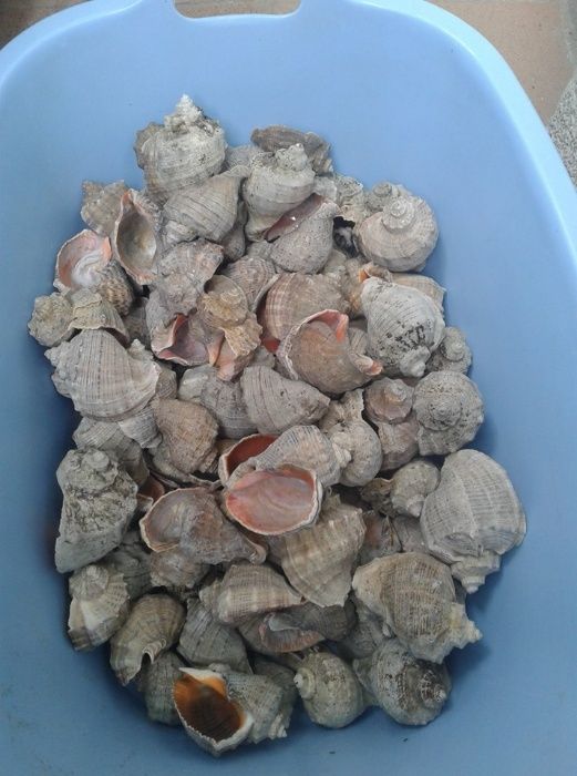 Ракушки рапан для аквариума