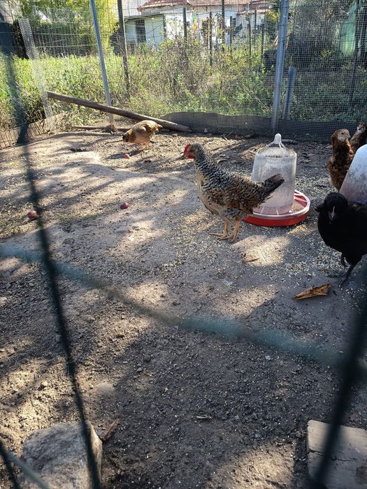 Galinhas de Angola machos.