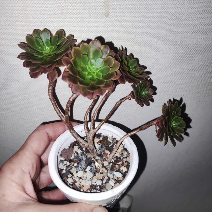 echeveria unguiculata