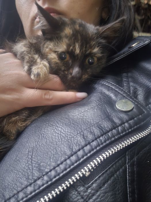 Кошеня дівчинка у добрі руки