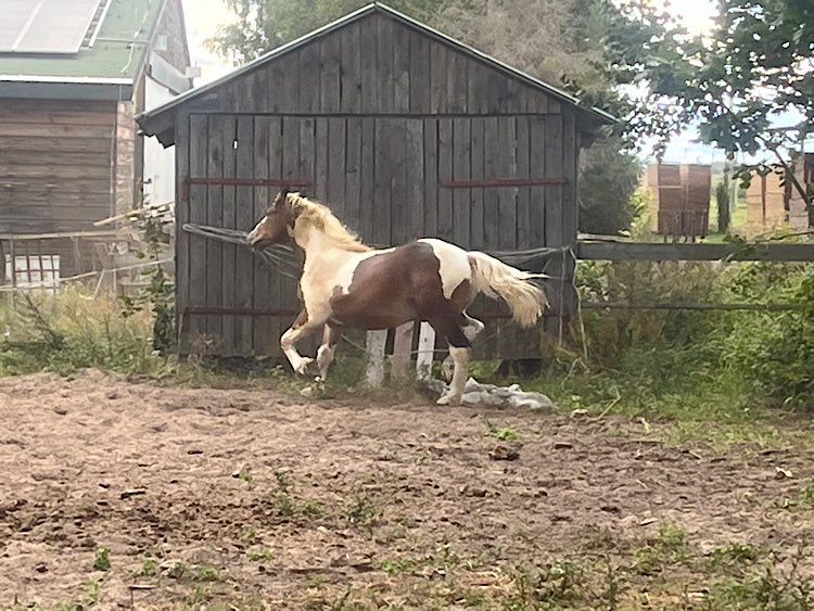 Koń ogier zimnokrwisty