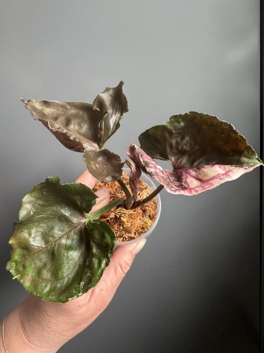 Syngonium Strawbeery Ice