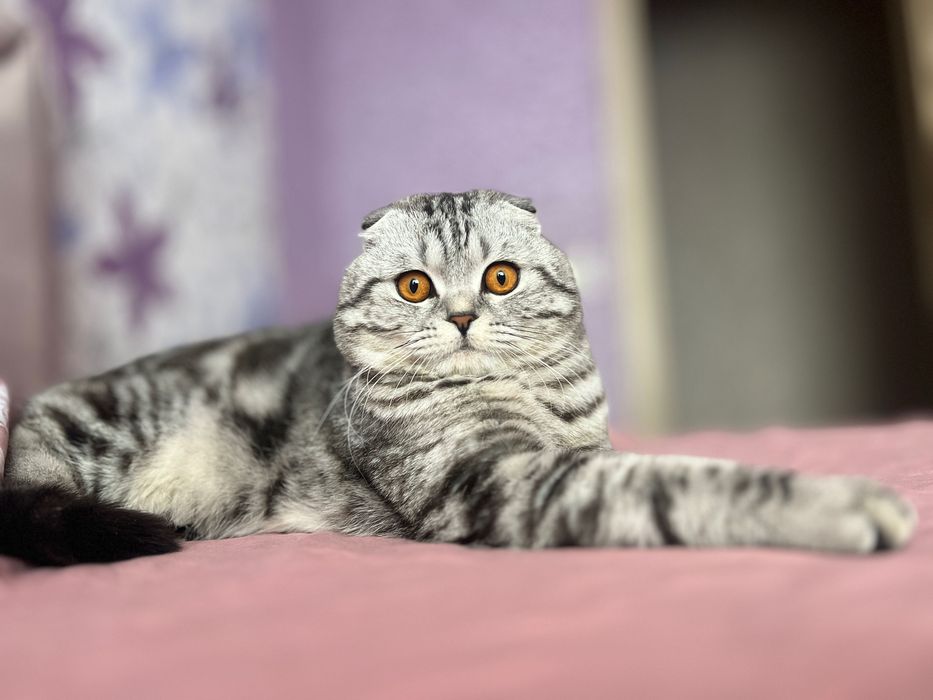 Вязка Шотландец вислоухий