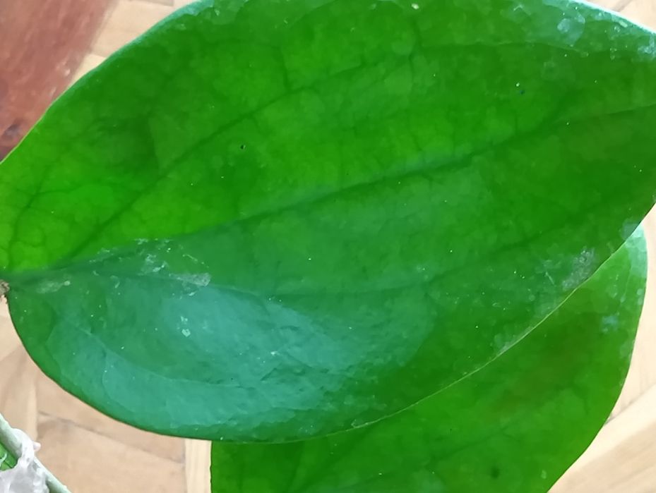 Hoya citrina rosnąca