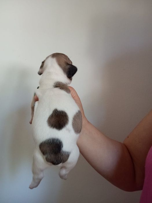Buldog francês super meigos