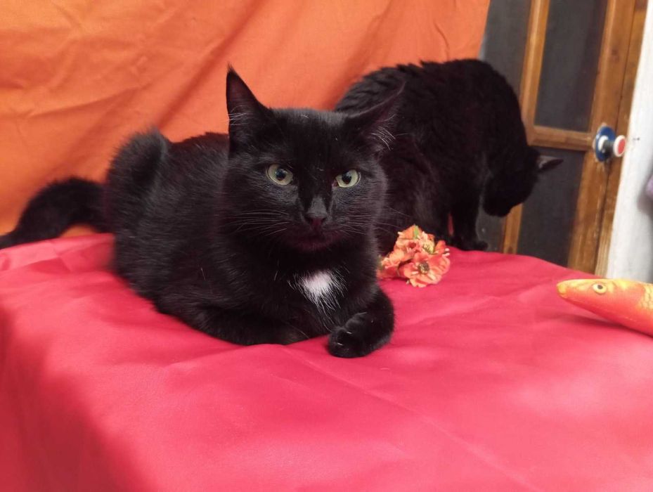 красавица Ника ищет дом и свою семью!
