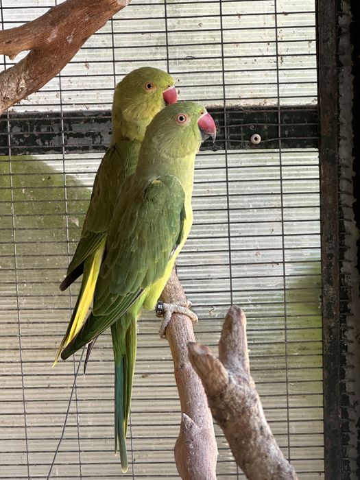 Ring Necks Verde