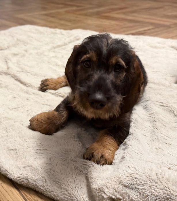 Jamnik szorstkowłosy