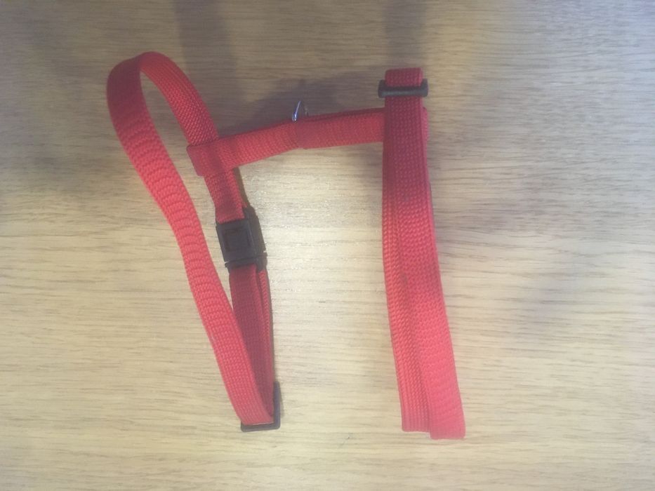 Peitoral/coleira para cão pequeno