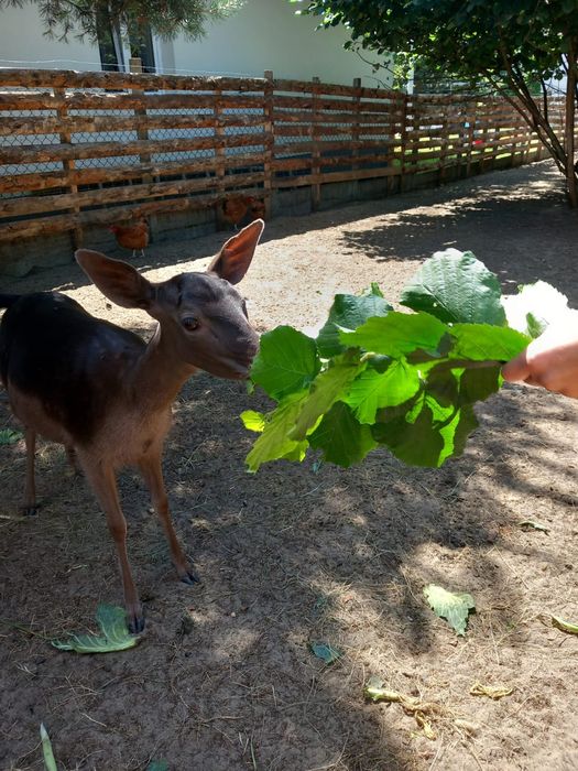 Samica Daniela łania czarna, brązowa polecam