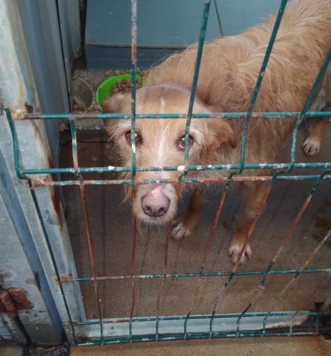 Cadela média grande, muito meiga, adoção responsável