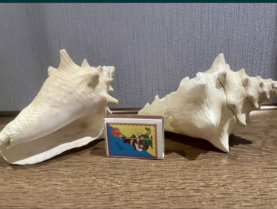Ракушки .За две 200 грн